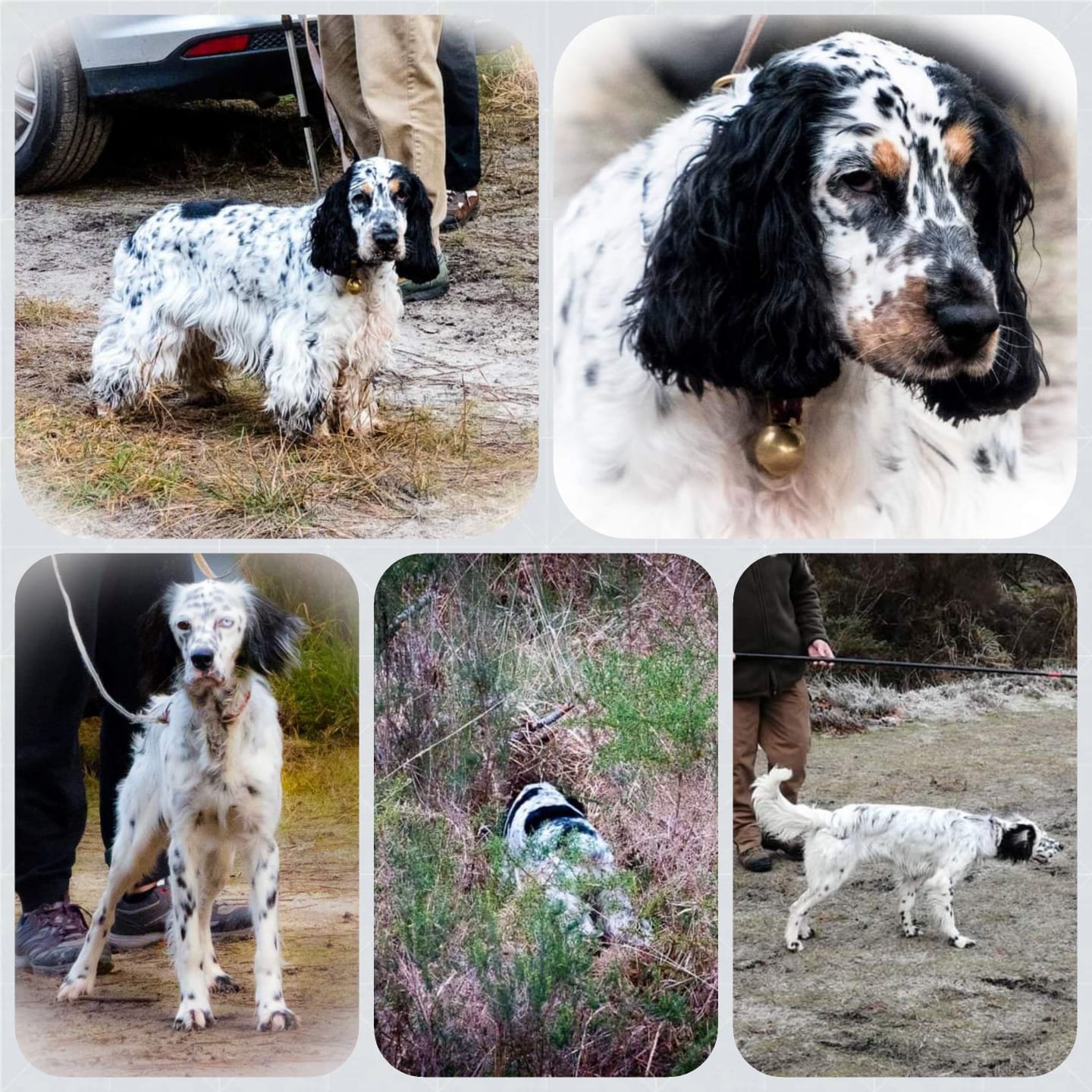 chiens-de-chasse.jpg